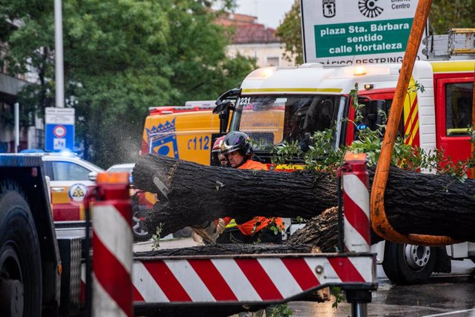 Bomberos desalojan el árbol que ha caído sobre un paso de peatones por la borrasca ‘Ciarán’, a 2 de noviembre de 2023, en Madrid (España) y ha causado la muerte de una mujer de 23 años