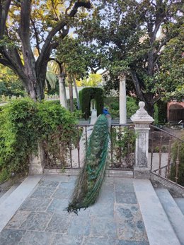 Jardín de la Danza del Alcazár de Sevilla.