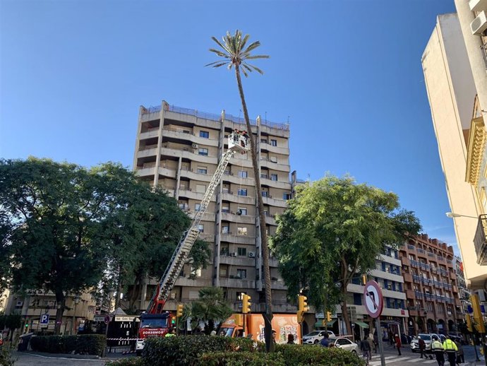 Archivo - Imagen de archivo de una inspección rutinaria en la palmera de la plaza Quintero Báez, que ha quedado muy dañada tras el paso de la borrasca 'Bernard', aunque logró permanecer en pie.