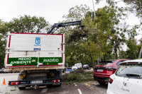 Almeida asegura que el olmo que mató a la joven en Almagro no tenía "afecciones" y que se intensificarán controles