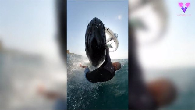 Este hombre sobrevive al ataque de una ballena tras ser arrastrado por ella