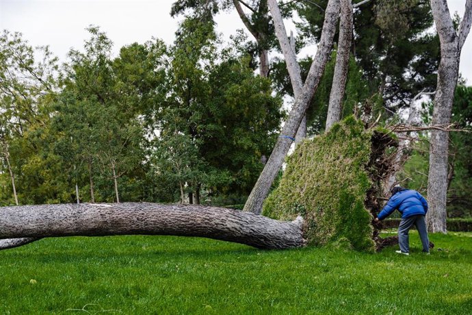 Un árbol caído en el parque del Oeste