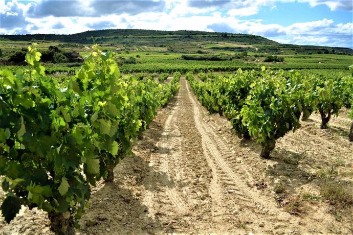 Archivo - Viñedos en La Rioja.