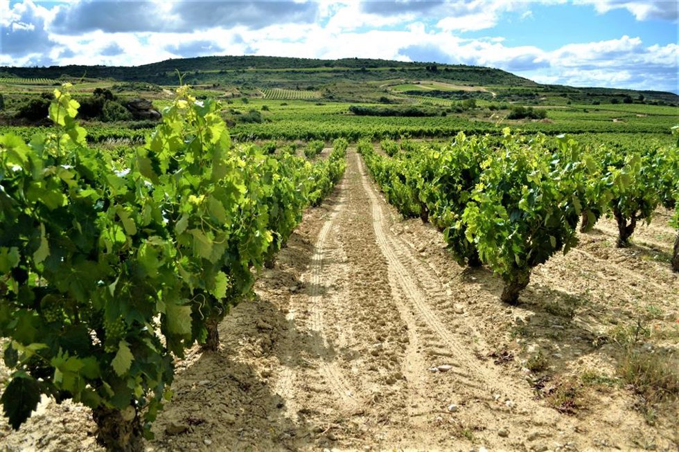 Archivo - Viñedos en La Rioja.