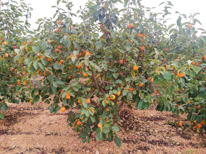 AVA-ASAJA estima daños por las fuertes ventiscas en la Comunidad Valenciana