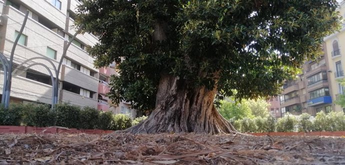 Archivo - El ficus de Santo Domingo antes de la cáida de la rama por el viento