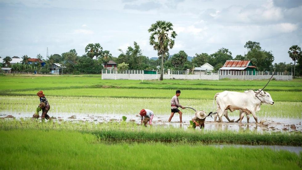 Programa de World Vision en Camboya