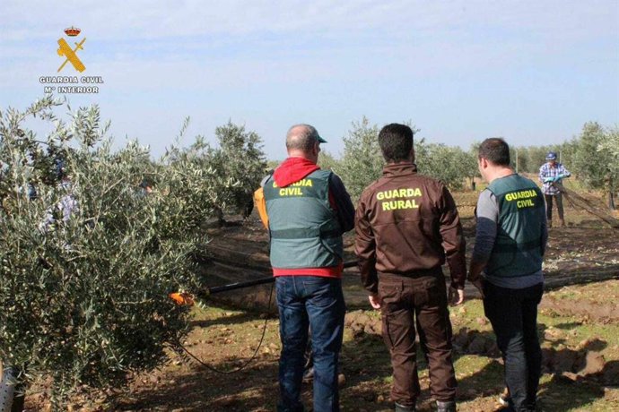 Dispositivo de la Guardia Civil en zona de olivar. (Foto de archivo).