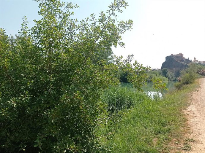 La Generalitat recupera el avellanillo, en peligro de extinción, para proyectos de restauración de riberas