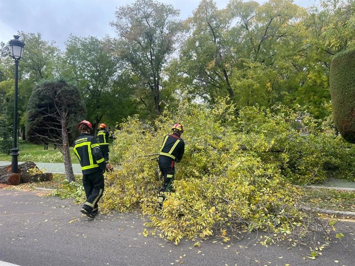 Bomberos de la Comunidad intervienen ante un árbol caído en vía pública por culpa del viento.