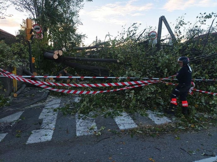Árbol caído en Gijón