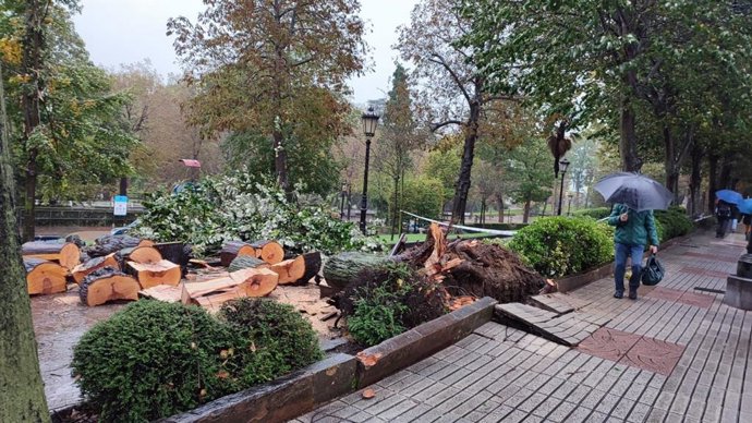 Árbol Caído En El Campo San Francisco De Oviedo Por El Viento.