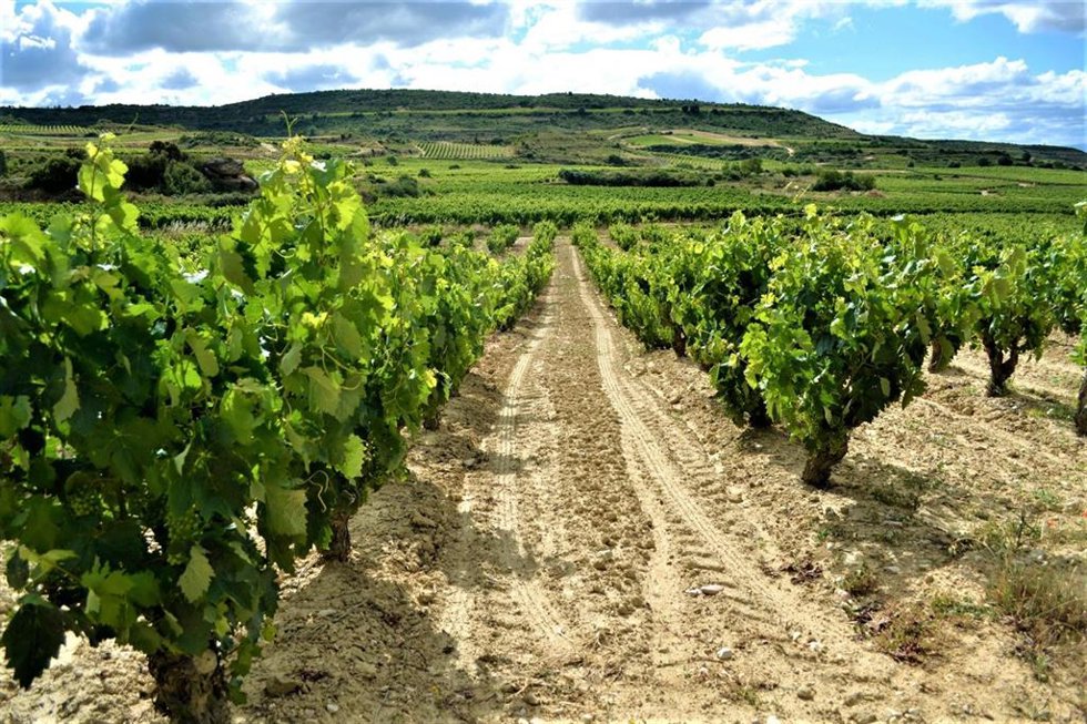 Archivo - Viñedos en La Rioja.