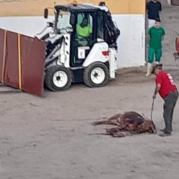 Muerte de un becerro en una presunta clase práctica taurina en Pastrana.