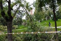Madrid convocará la semana que viene la Mesa del Árbol para abordar el estado del arbolado tras el accidente en Almagro