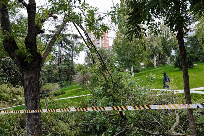 Un árbol caído en el parque del Oeste
