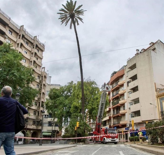 Trabajos para la tala contolada de la palmera de la plaza Quintero Báez de Huelva. Archivo.