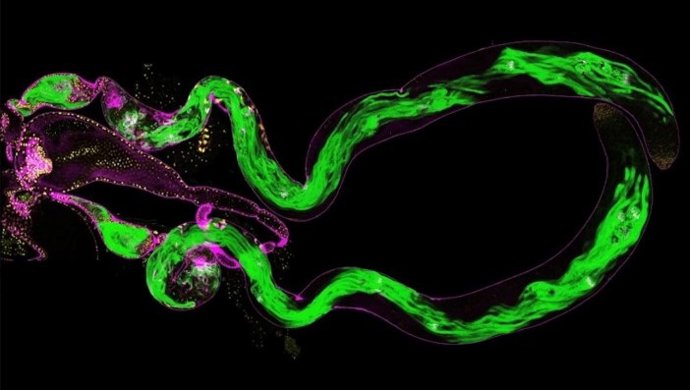 Formación de grupos de espermatozoides (verde) en testículos de una mosca de la fruta.