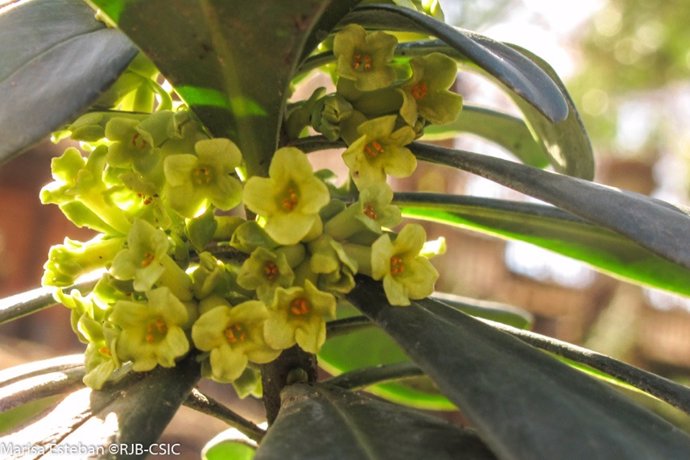 Imagen de un ejemplar de Daphne laureola que se puede ver en el RJB.