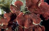 Foto: Algas formadoras de costras están asfixiando a los corales