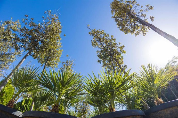 El Ayuntamiento de San Fernando repondrán los 127 árboles dañados por las dos borrascas de octubre