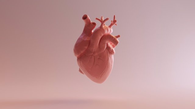 Archivo - Corazón, órgano