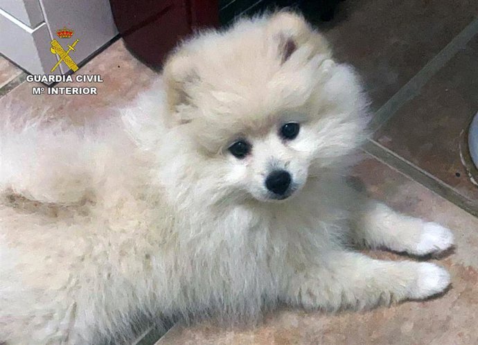 Guardia Civil localiza en Valencia un cachorro de Pomerania desaparecido en Cabo de Palos (Cartagena) en agosto