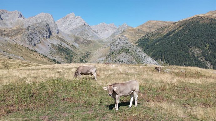 Archivo - Vacas en el valle de Guarrinza
