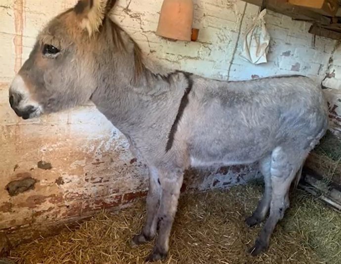 Burro decomisado en Corbera de Llobregat (Barcelona)