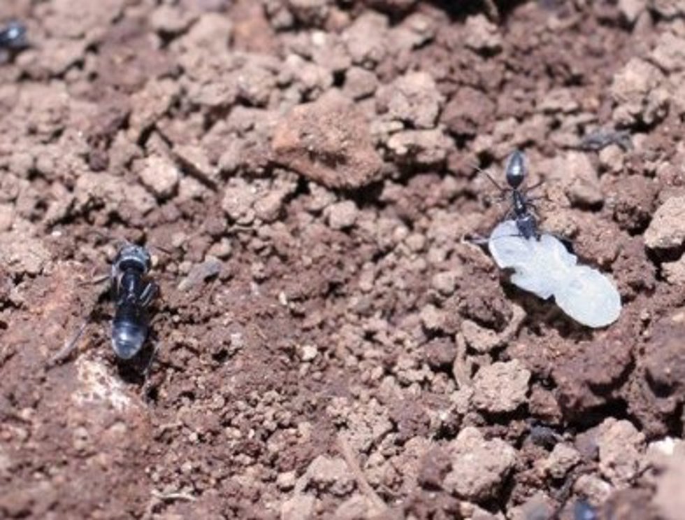 Hormiga Tapinoma ibericum.