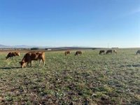 Asaja pide ayudas para afrontar 'la Covid de las vacas', una enfermedad que ya ha matado a 340 reses en la región