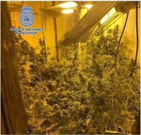 Tres detenidos con dos cultivos de 800 plantas de marihuana en viviendas de Linares (Jaén)