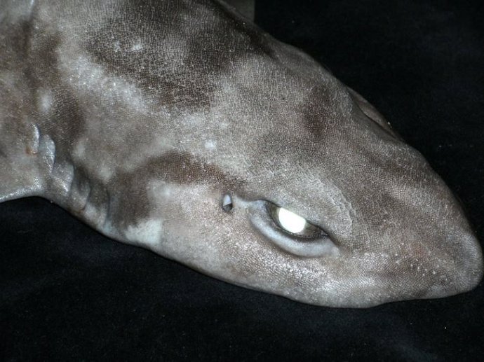 Tiburón gato en aguas profundas