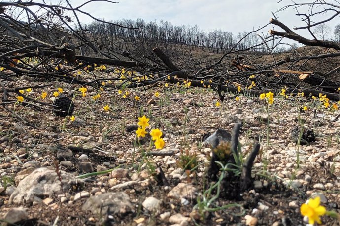 Regeneración de la vegetación en primavera tras el incendio de 2021 en Santa Coloma de Queralt (Tarragona)