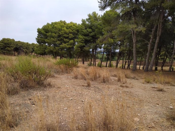 Archivo -  Benítez en Málaga en una imagen de archivo 