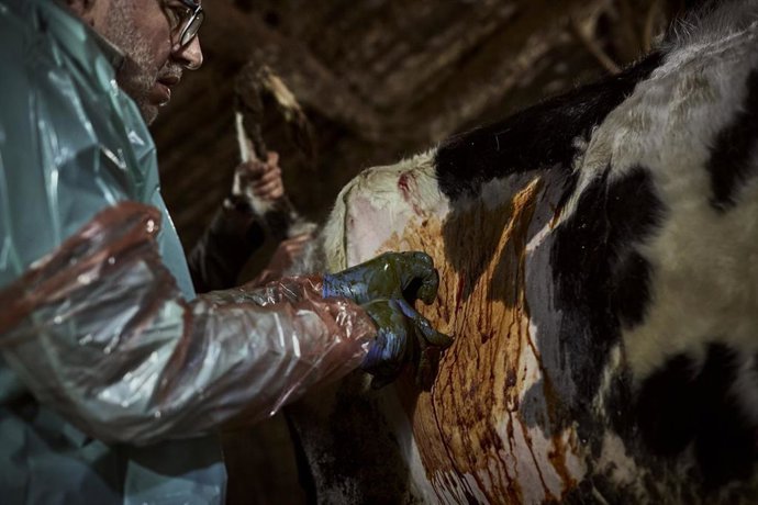 Archivo - Un veterinario rural trabaja, a 8 de abril de 2023, en Ourense, Galicia, (España). 