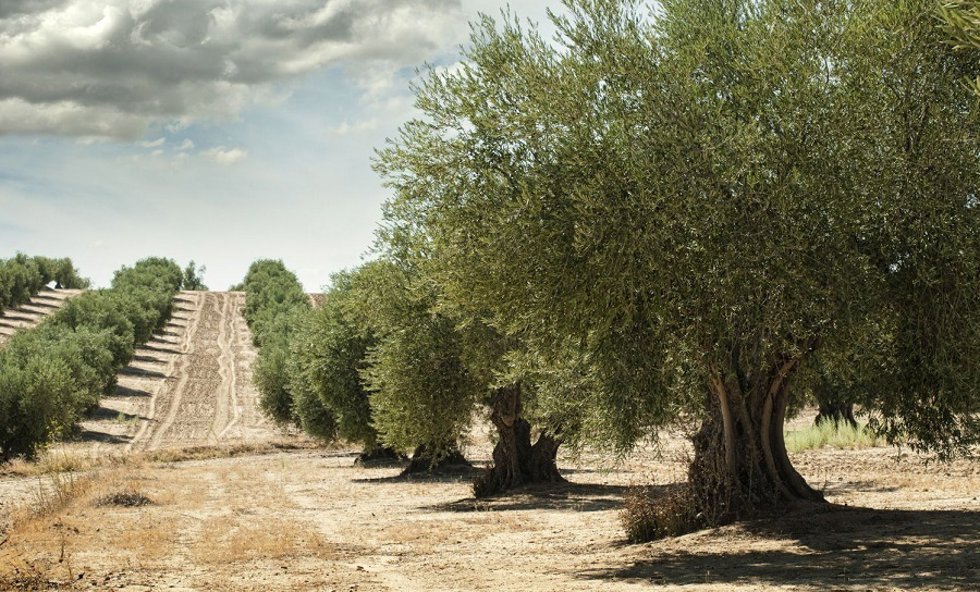Archivo - Cajasur abre una línea de financiación de más de 100 millones para la campaña del olivar.