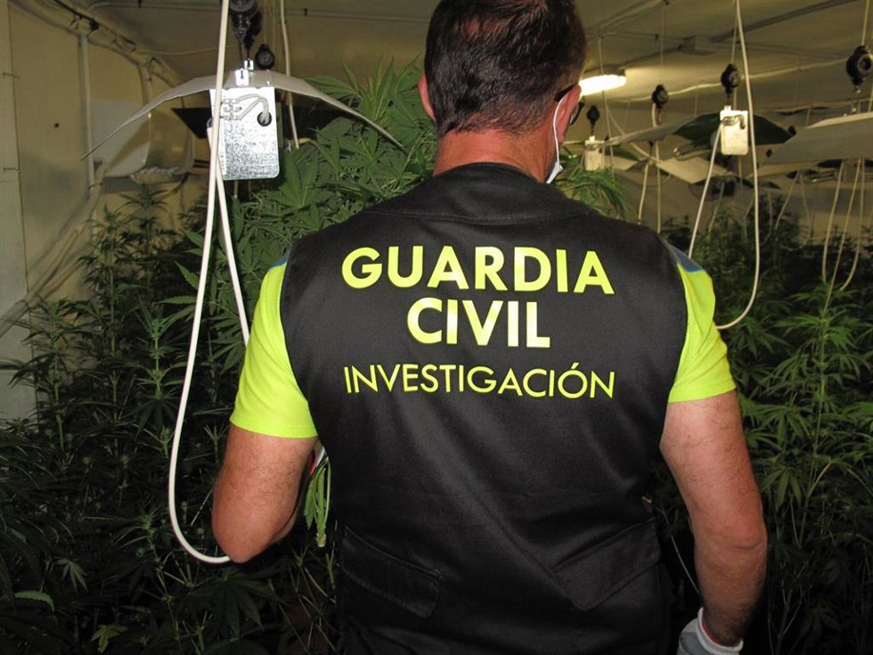 Agente de la Guardia Civil junto a plantas de marihuana.
