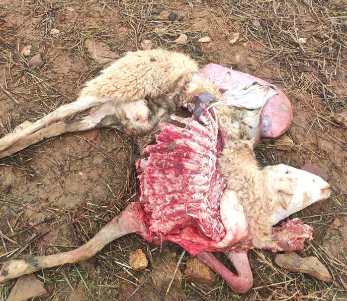 Una oveja devorada por los lobos en Almendra del Pan (Zamora).