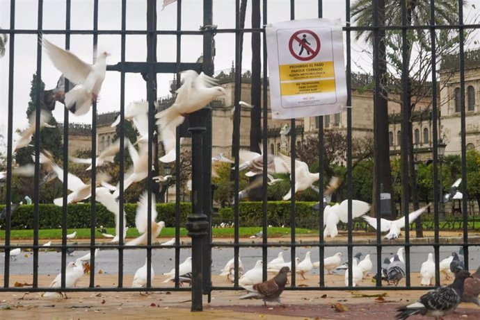 Archivo - Imágenes del Parque de María Luisa cerrado por rachas de viento