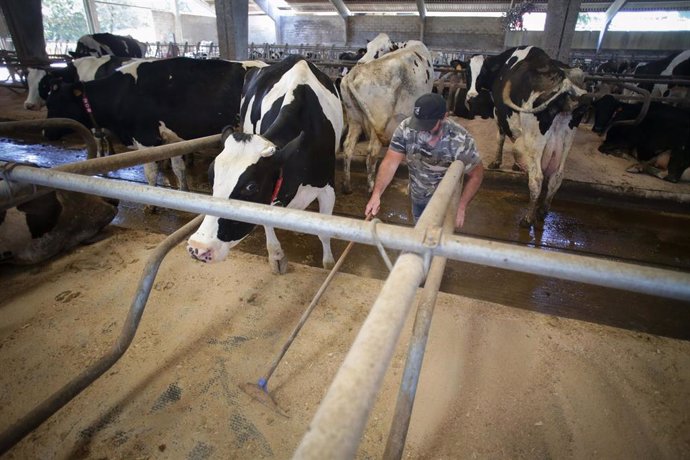 Archivo - Un ganadero junto a vacas de una ganadería de lácteo 