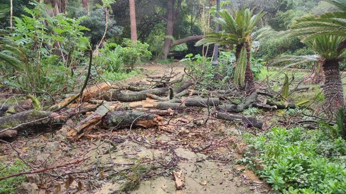 Restos de ramas en el Parque de María Luisa de Sevilla.