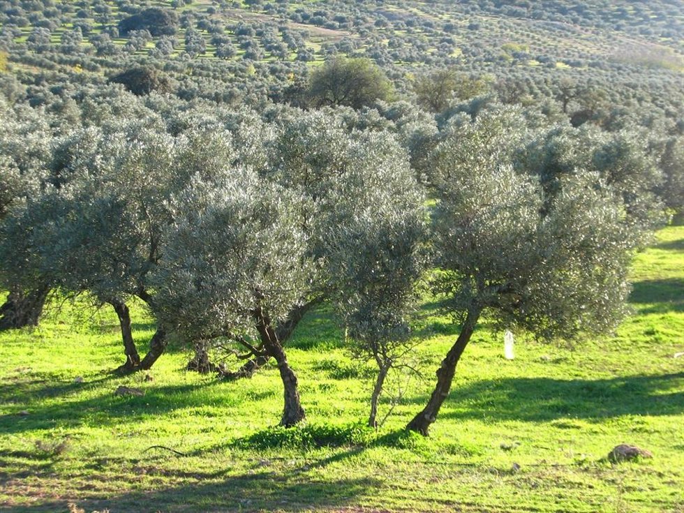 El sector del olivar ha sido destinatario de gran parte de las ayudas de la PAC repartidas por la Consejería de Agricultura.