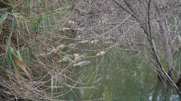 Peces muertos aparecidos en la Laguna de la Barrera de Teatinos de Málaga 