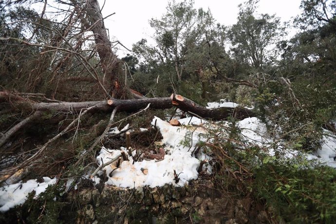 Archivo - Un árbol caído tras el paso de la borrasca Juliette en Mallorca. 