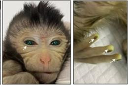 Mono quimérico nacido en el Laboratorio de Shangái en China