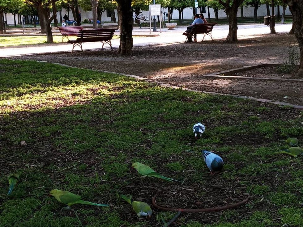 Archivo - Cotorras en los Jardines de la Buhaira en Sevilla.