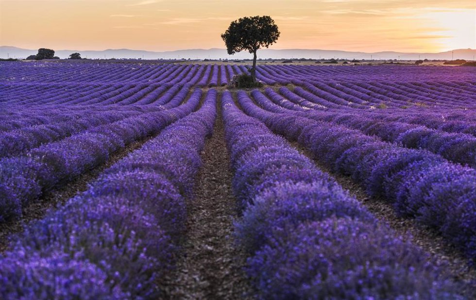 Archivo - Un campo de lavanda, a 30 de junio de 2023, en Brihuega, Guadalajara, Castilla La-Mancha (España). Brihuega, conocida como El Jardín de la Alcarria, fue la pionera hispana en el cultivo de lavanda hace 30 años. La siega y recolección de los 