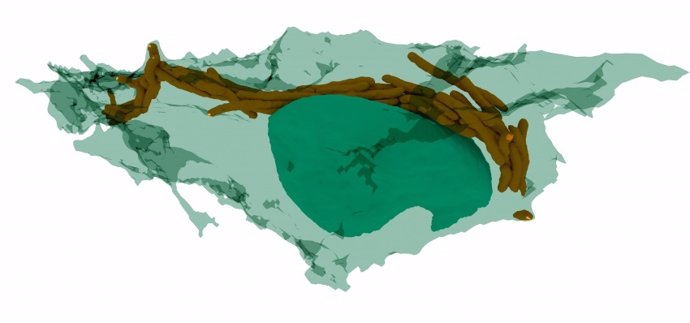 Representación de la forma de cuerda entre bacterias de la tuberculosis.