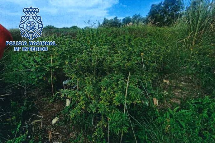 Plantación de marihuana.